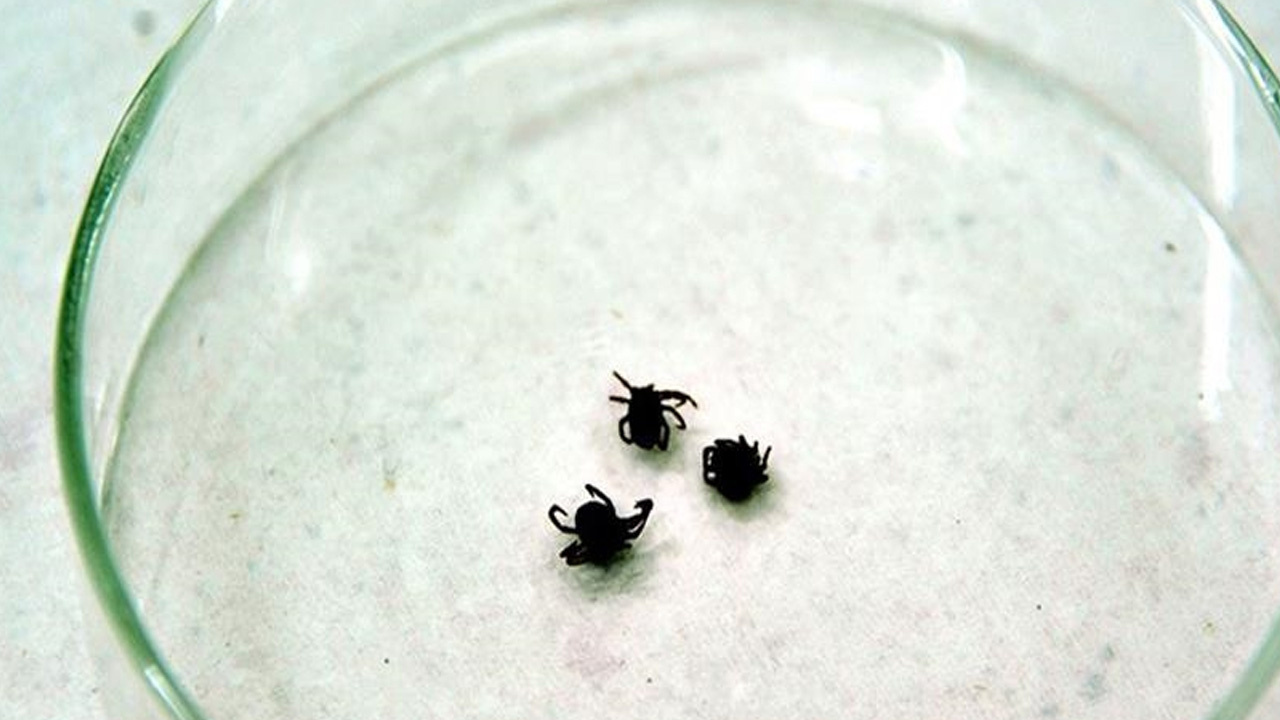 KKKA hastalığı şüphesiyle tedavi gören kişi öldü