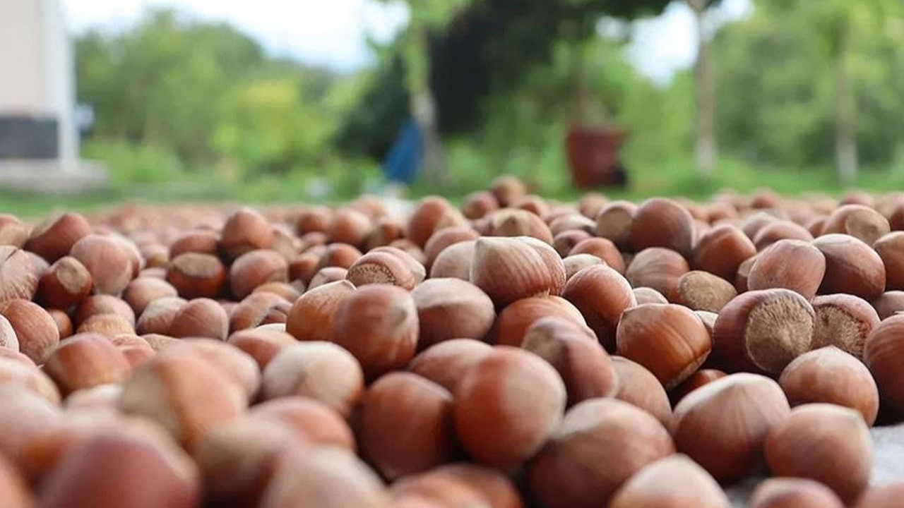 Fındık alım fiyatı belli oldu! Giresun kalite fındığın kilosu için...