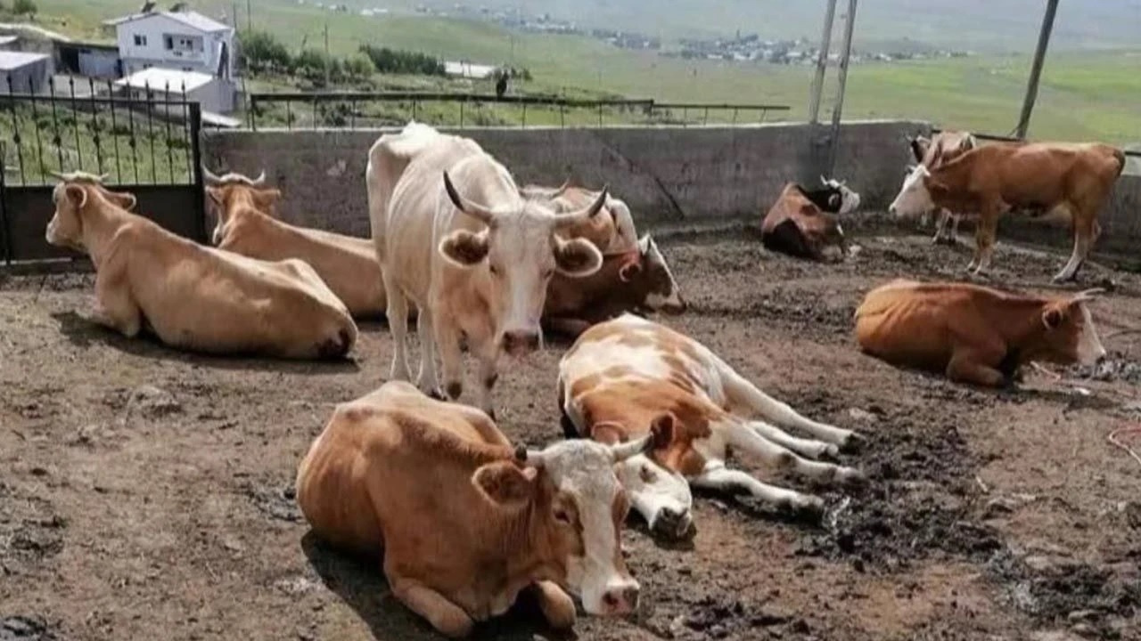 Şap hastalığı nedeniyle hayvan sahipleri çaresiz...