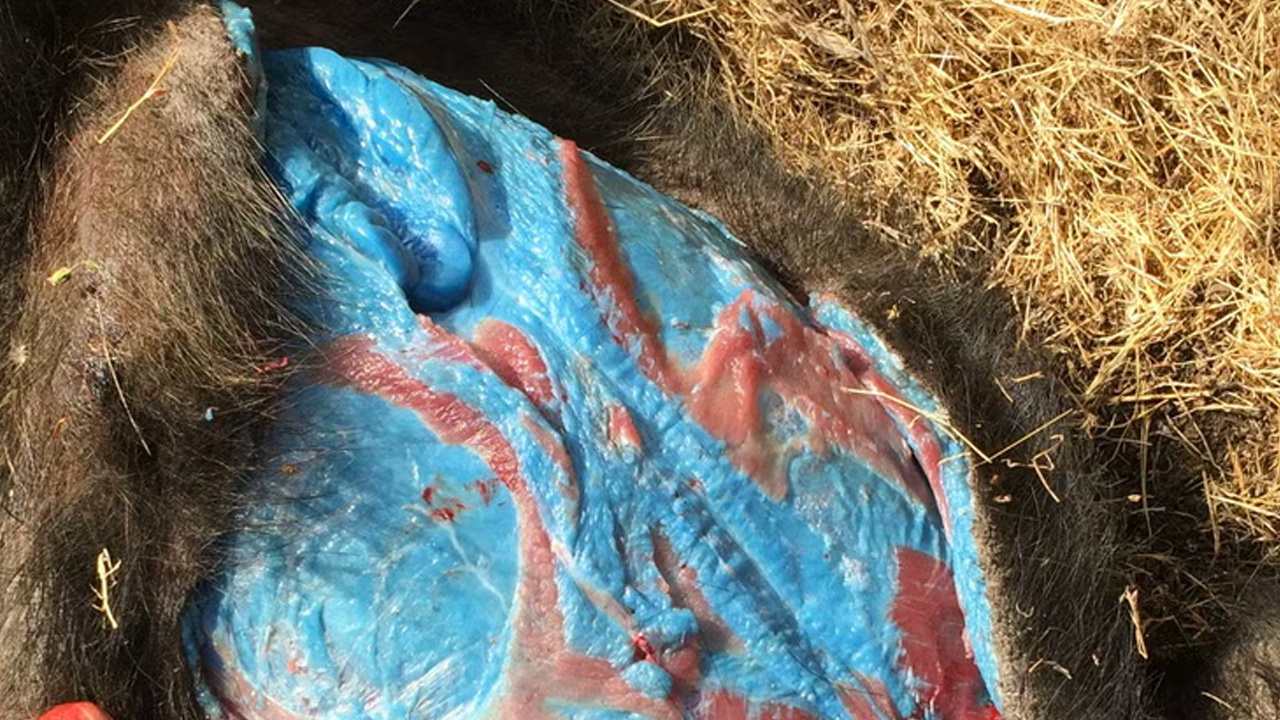 Mavi etli domuzlar türedi! Domuzun içini kesen avcılar irkildi alarm verildi