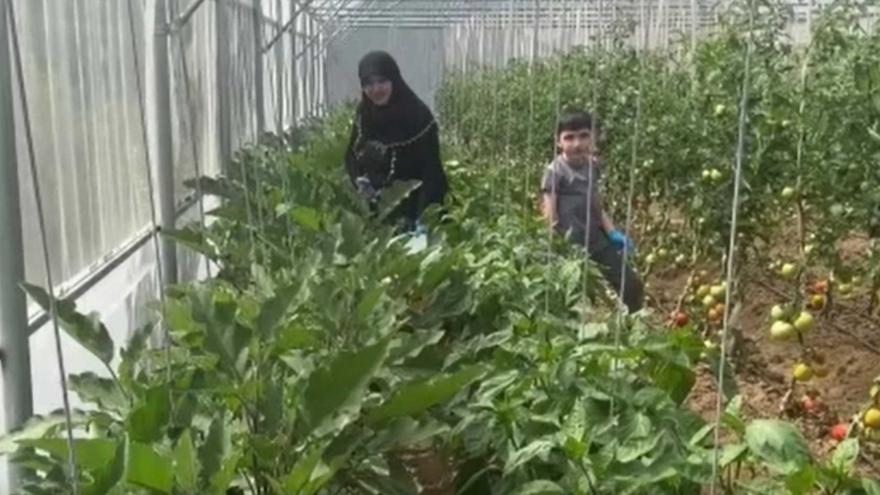 Giresunlu yaşlı kadın umudunu kaybetmedi! 60 yaşında seracılık yapmaya başladı...