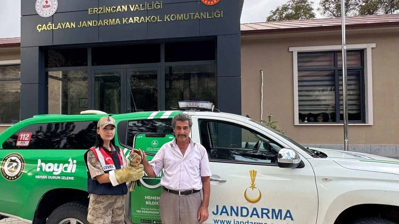 Erzincan’da bulunan şahin yavrusu koruma altına alındı
