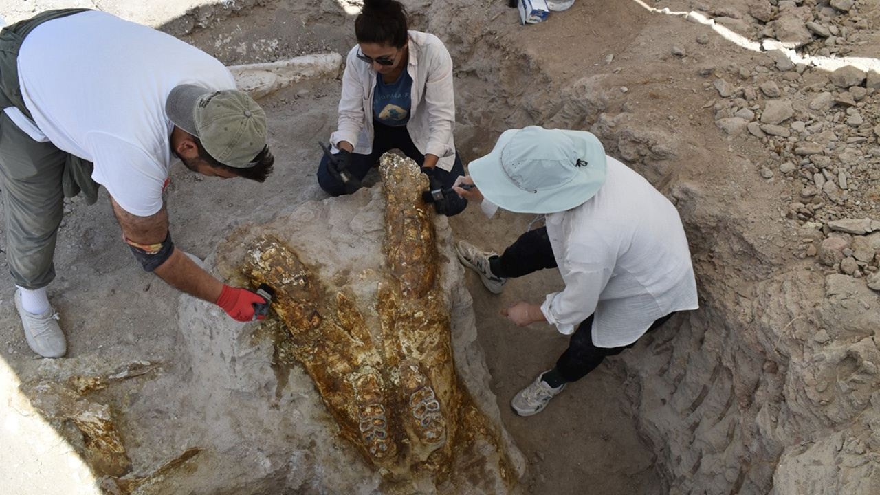 Kayseri'de keçi çobanı ihbar etmişti yetkililer kazdı 7,7 milyon yıllık 3 fil kafatası bulundu