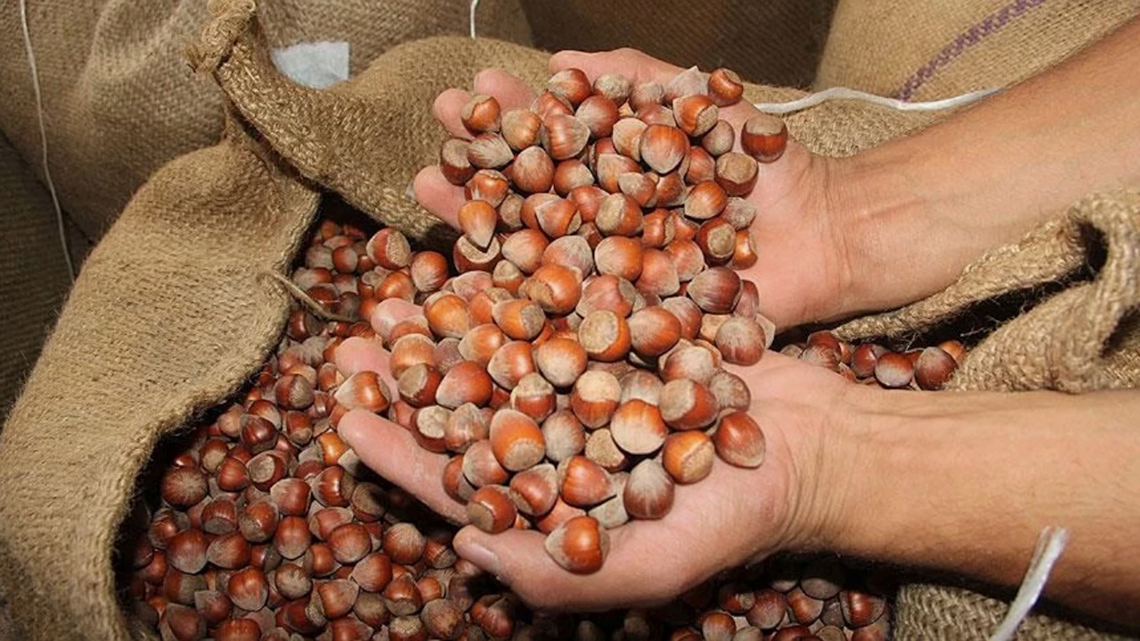 Düzce'den AB ülkelerine 9 ayda 15 bin 278 ton iç fındık ihraç edildi