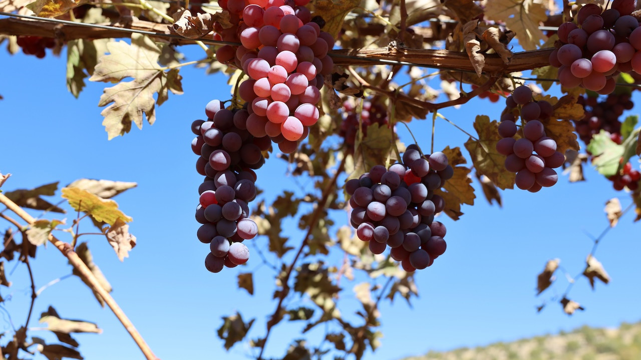 Mardin'de vatandaşlar üretiyor! 120 dönüm atıl arazide modern bağcılık yapılıyor...