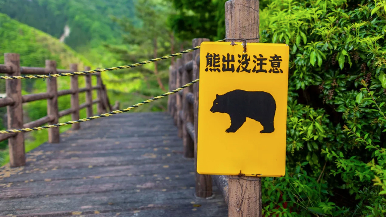 Japonya'nın başı ayılarla belada! Ayı saldırılarıyla mücadele etmek için lisanslı avcıların işe alınması planlanıyor