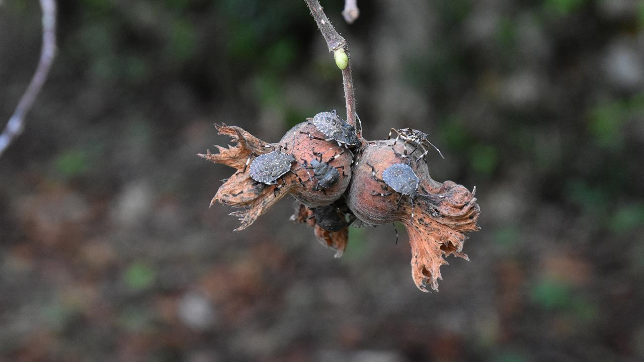 Karadeniz'de resmen istila yaşanıyor! Yurt genelinde alarm!