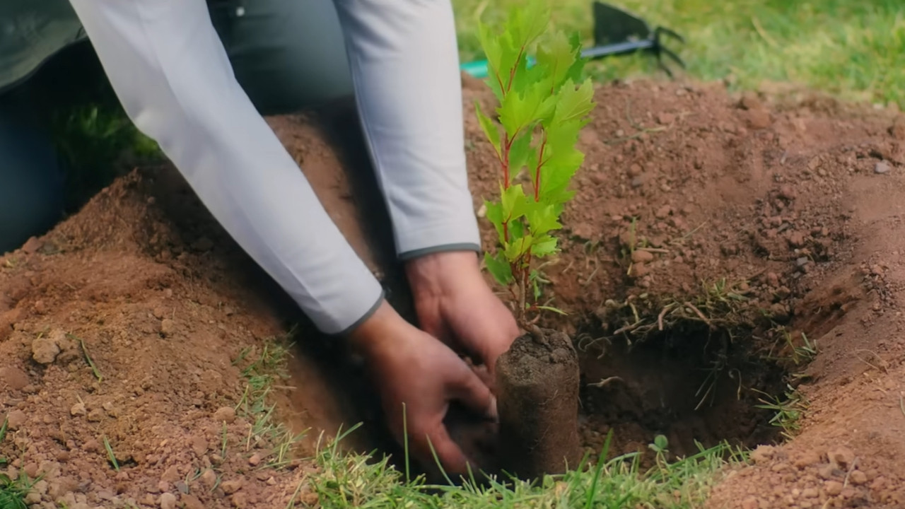 Tarım ve Orman Bakanlığı'ndan fidan sahiplenme çağrısı