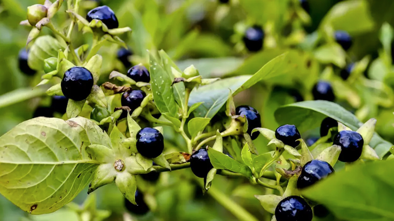 Niğde'de "güzelavrat" otundan zehirlenen 11 kişi hastaneye kaldırıldı