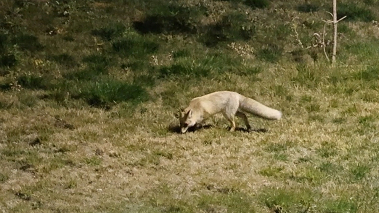Bitlis'te aç kalan tilki yerleşim yerine indi