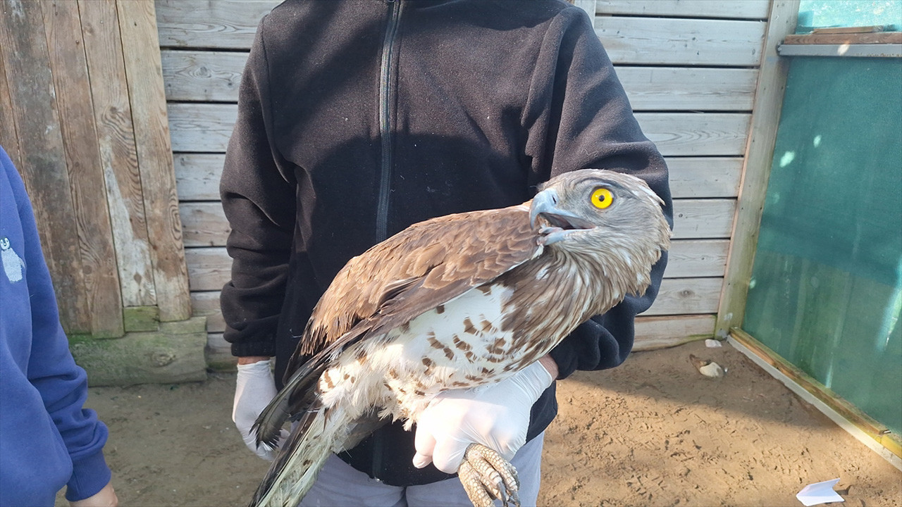 Tokat'ta yaralı bulunan yılan kartalı Samsun'da tedavi ediliyor