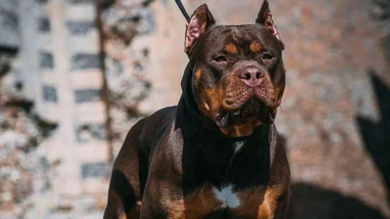 İlginç kaza! Pensilvanya'da yaşayan adamı köpeği vurdu...