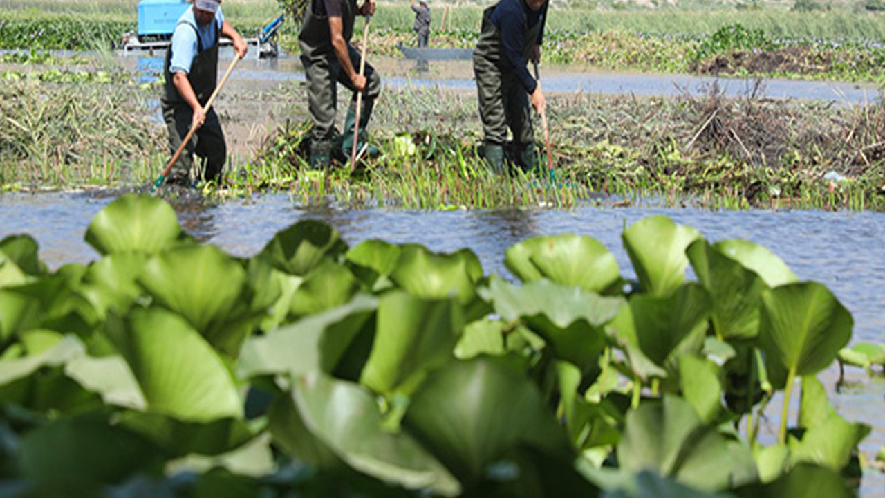 Belediye personeli su sümbüllerinin temizliği sırasında hayatını kaybetti