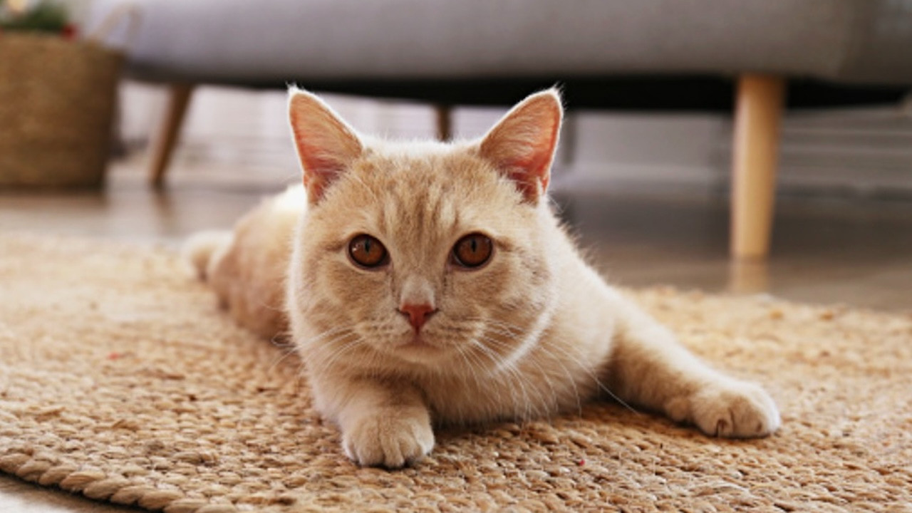 Evde kedisi besleyenler dikkat! Bu hareketi yapıyorsa...