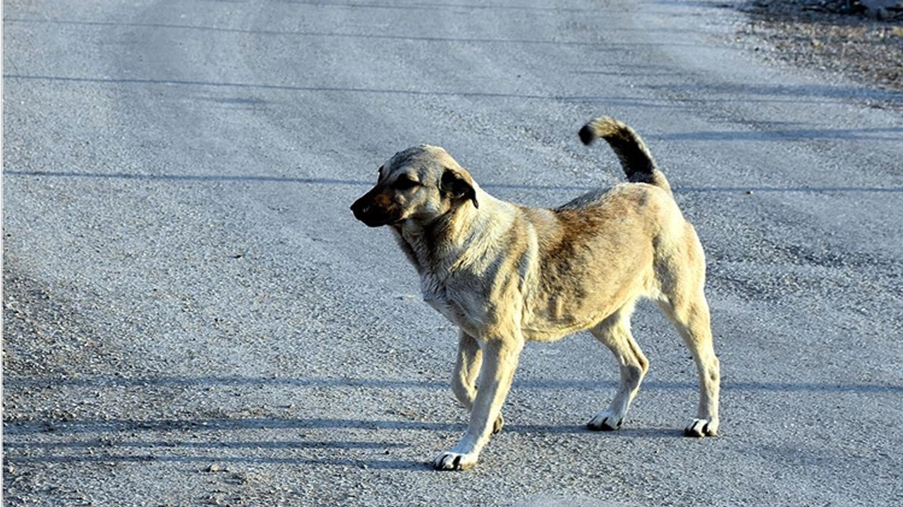 Şikayet yağdı! Sahipsiz köpekler ekipler tarafından toplanıyor