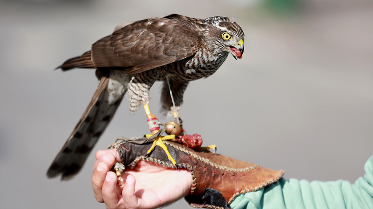 Balıkesir'de tedavisi tamamlanan atmaca yavrusu doğaya salındı