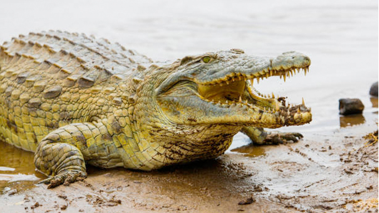 Ülkede su seviyesi yükeldi timsahlar ortaya çıktı: 2 ölü 3 ağır yaralı