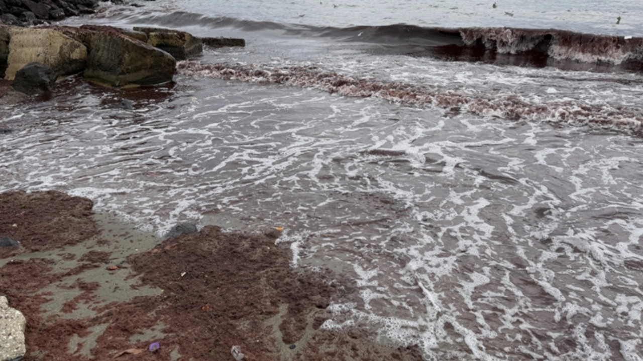 Tekirdağ'da lodos nedeniyle sahilde kırmızı yosun birikti