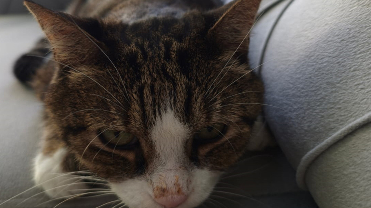 15 yaşındaki kedinin beyninden kafatası büyüklüğünde tümör çıkarıldı