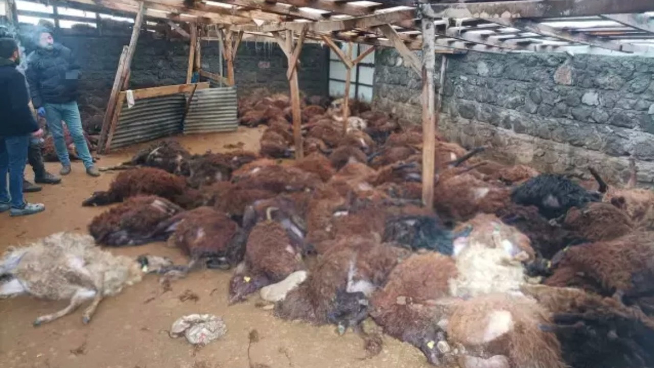 Kars Digor'da besiciyi kahreden olay! Sabah ağıla gidince gördüğü manzara...