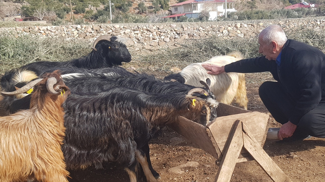 Depremde hayvanlarını kaybeden üretici, devlet desteğiyle yeniden sürü sahibi oldu