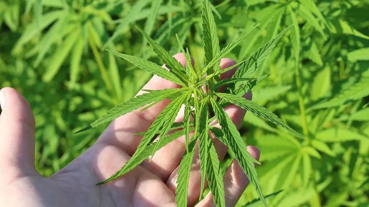 21 kentte kenevir üretimi yapılabilecek! Resmi Gazete'de yayımlandı