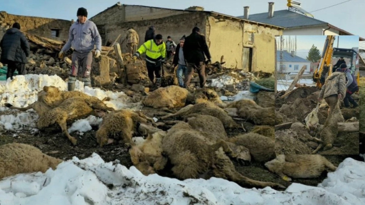 Sivas'ta hayvan sahibine yıkıcı şok! Ağıldaki 40 koyun telef oldu