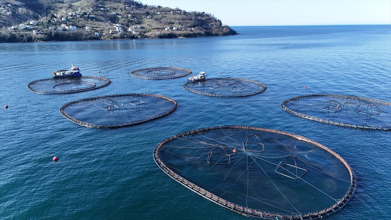 Ordu'da kafes balıkçılığı yöntemiyle üretilen balıklardan 2 ton ihraç edildi...