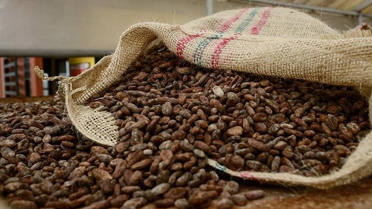 Türkiye yetiştirmediği kakaodan 1,7 milyar dolar kazandı