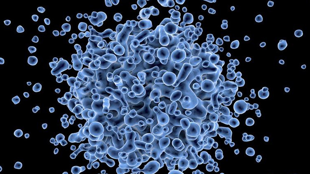 Lassa ateşi salgını! 5 haftada 31 kişi öldü