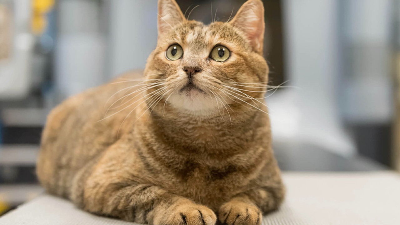 Kanser tedavisinde çığır açacak yöntem! Kediler ile bakın ne yapılıyor...