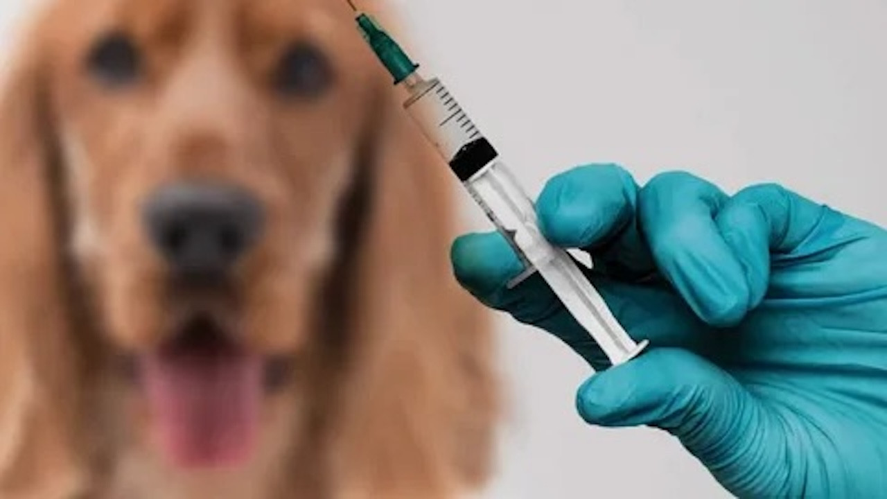 Kuduz vakaları artıyor denmişti! Valilik o haber hakkında açıklama yaptı