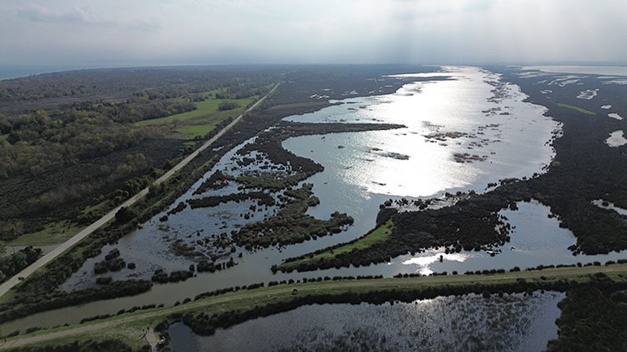 UNESCO listesindeydi! Kızılırmak Deltası Kuş Cenneti'nde ekosistem canlanıyor
