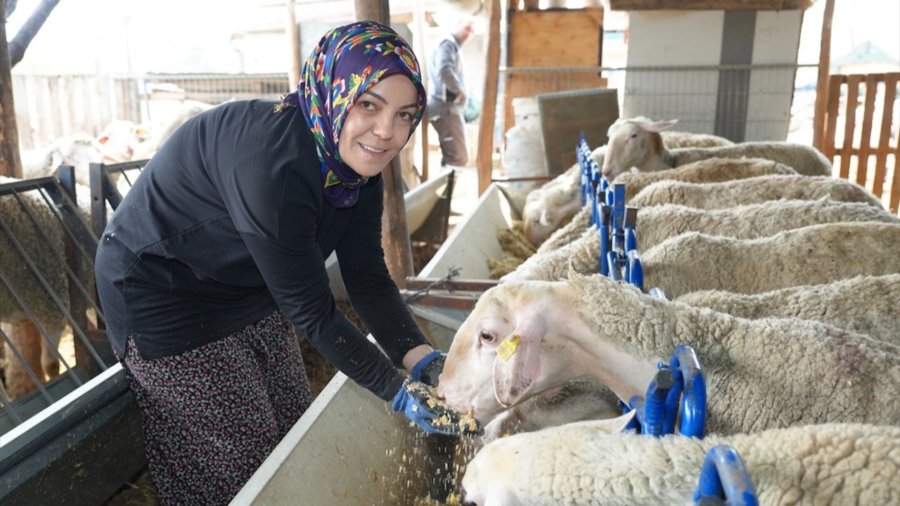 Kadın girişimcinin çabası karşılıksız kalmadı! 3 koyunla başladığı hayvancılıkta patron oldu