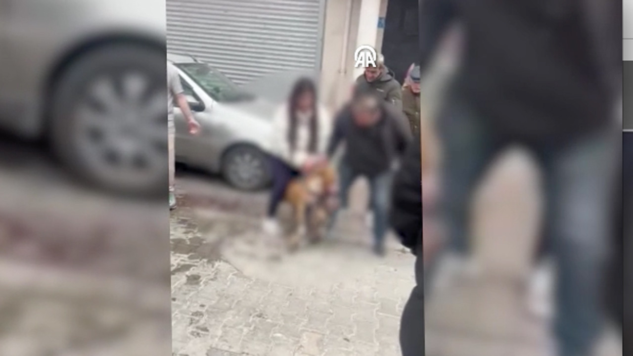 Tekirdağ'da Pitbull'un sahipliği köpeğe saldırı anı görüntülendi