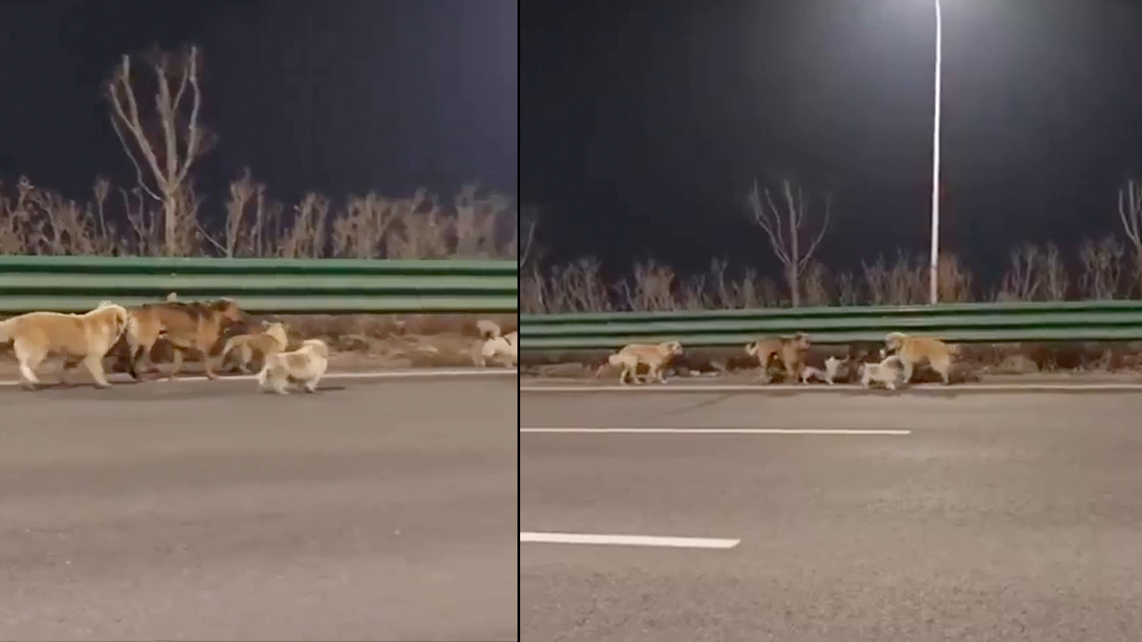 7 köpeğin firarı 250 milyon kez izlendi! Esaretten kaçtılar biri lider biri koruyucu oldu