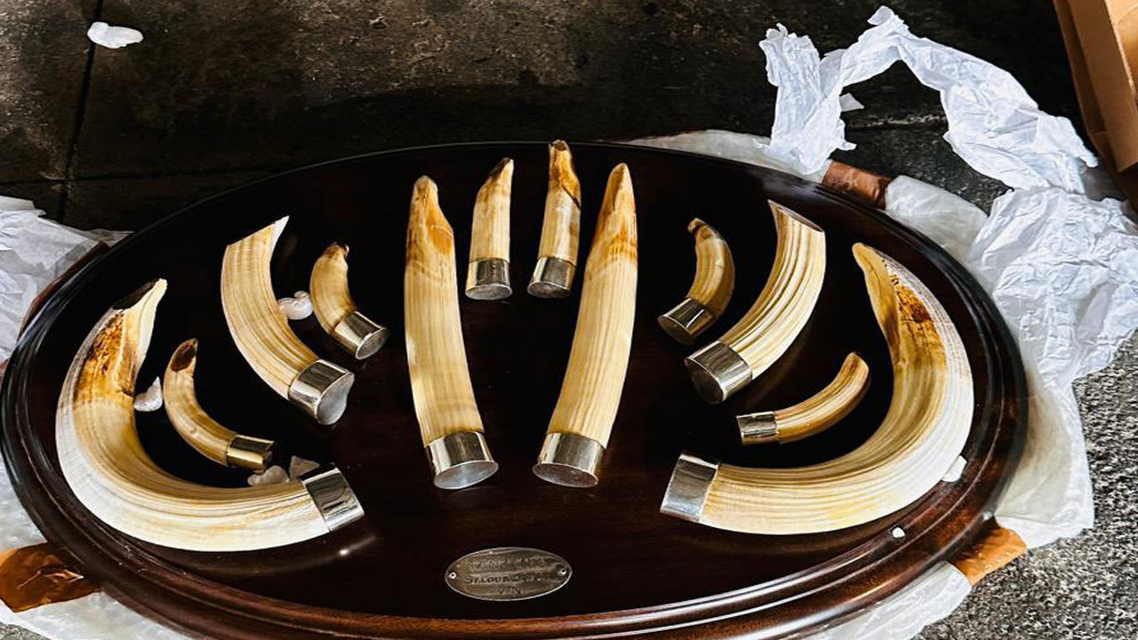 Bakanlık, Trabzon Limanı'nda 19 kargoya el koydu! İçinden çıkanlar şoke etti