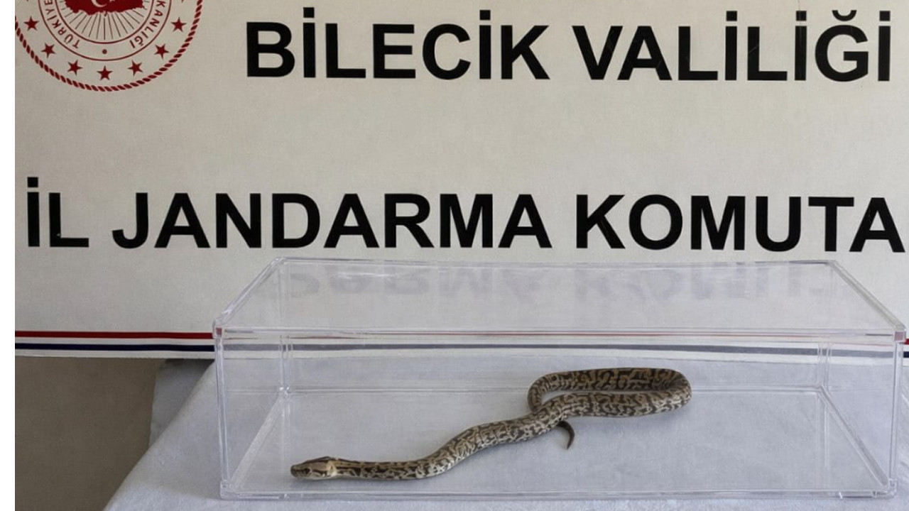 Bir evde ele geçirildi! 1 metre uzunluğunda gören şaşırdı