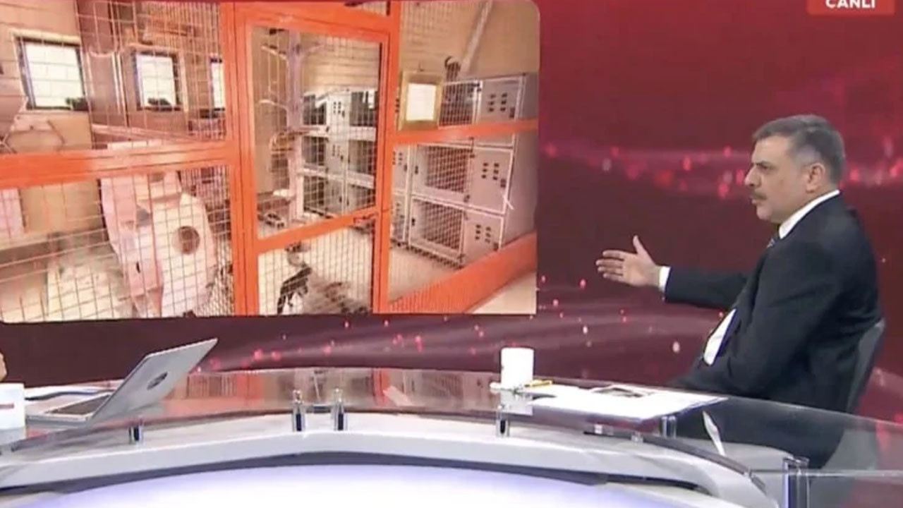 Sahipsiz sokak hayvanlarının yüzde 75'i toplandı