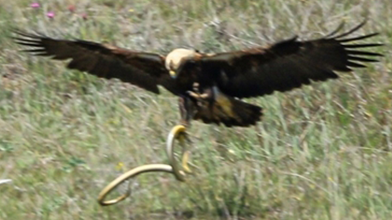 Türkiye'de nesli tehlike altındaki şah kartal Çorum'da görüntülendi