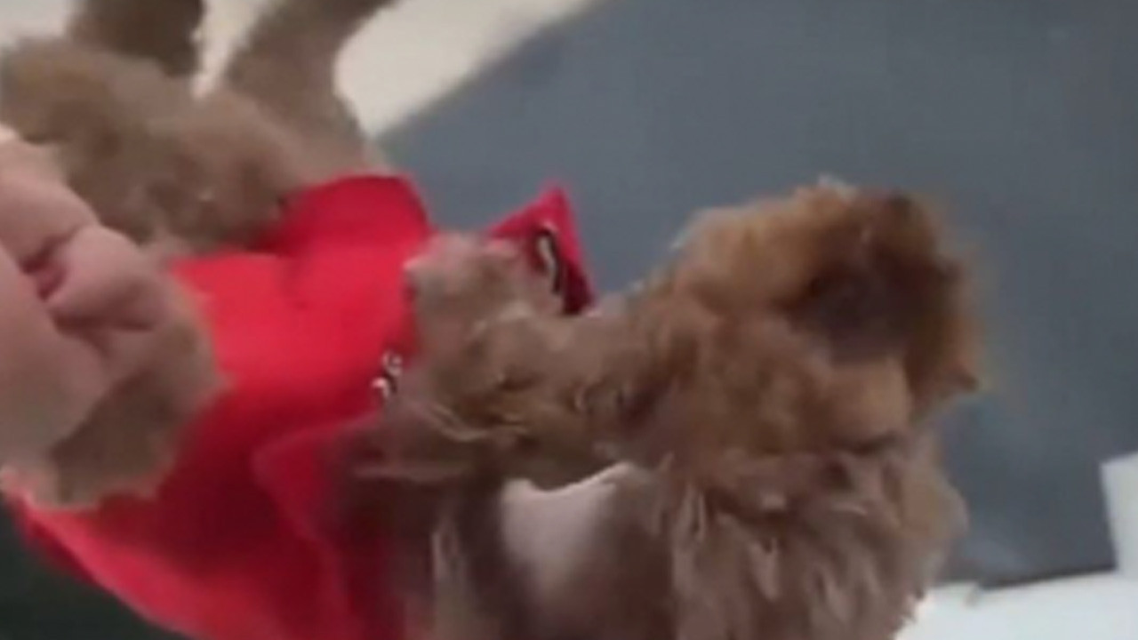 Böyle vicdansızlık olamaz! Köpeği cama vurup sarkıttı