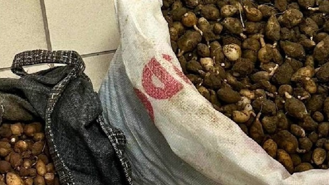 Kocaeli'de izinsiz salep orkidesi toplayan kişiye kallavi ceza