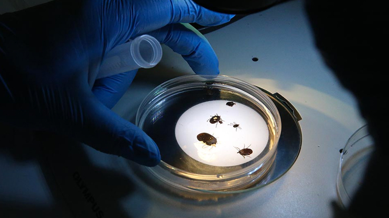 Havalar ısındı ortaya çıktı! İki kişi hastanelik oldu