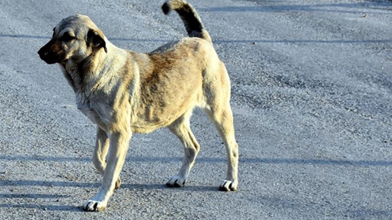 Sahipsiz köpekler saldırdı! 5 yaşındaki Hamza'dan acı haber