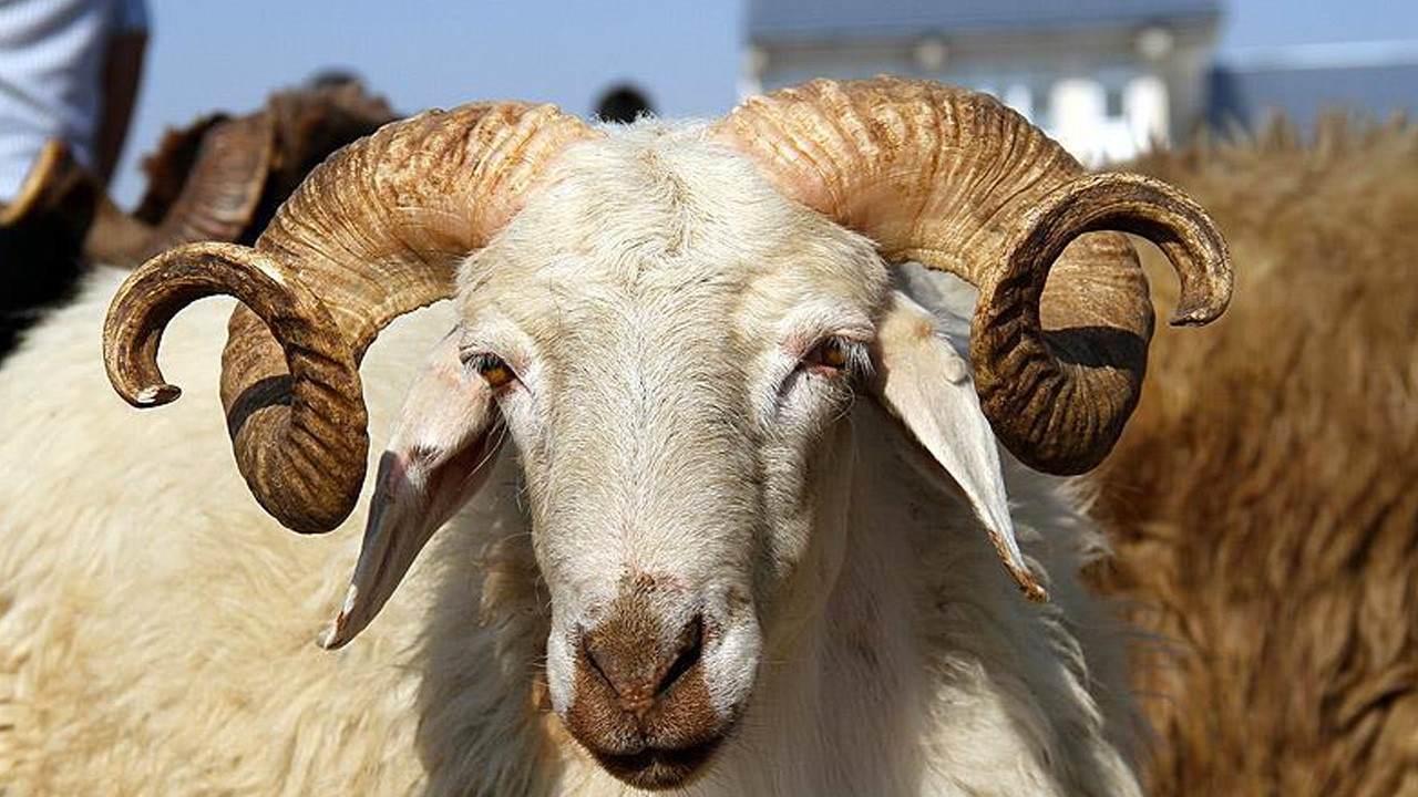 Türk Kızılayın 2026 yılı vekaletle kurban kesim fiyatı belli oldu