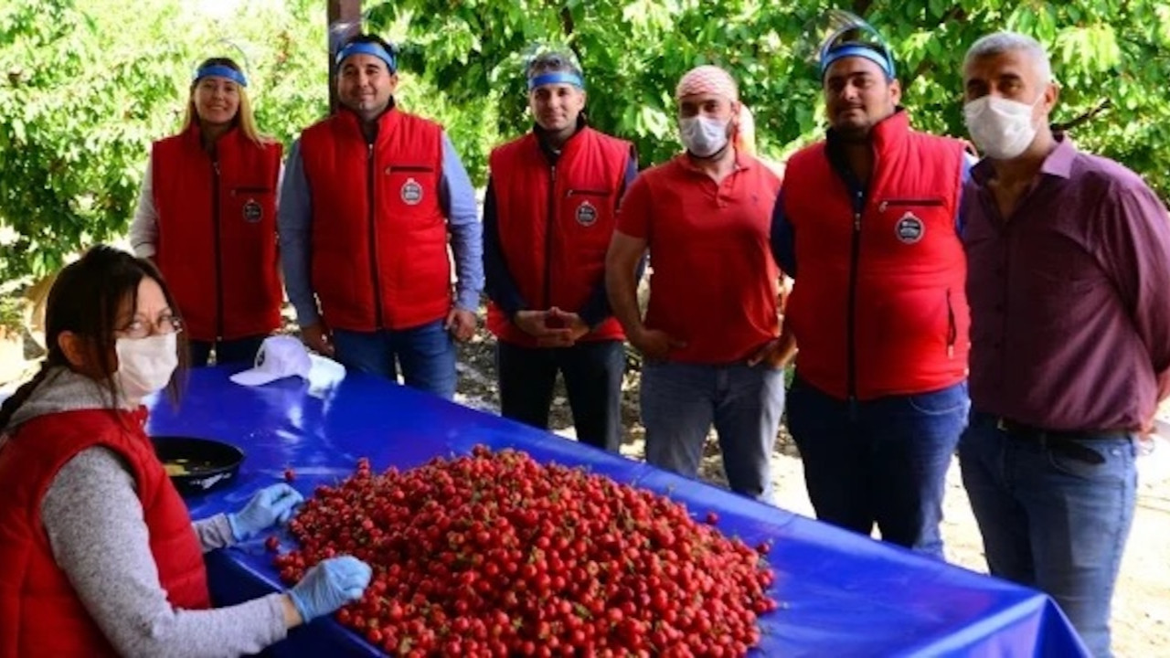 İzmir'de kiraz hasadı başladı
