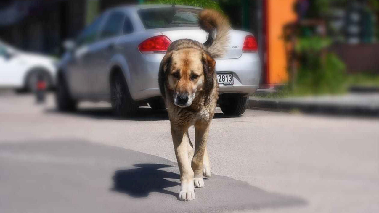 Şanlıurfa'da sahipsiz köpeğin saldırısına uğrayan çocuk yaralandı