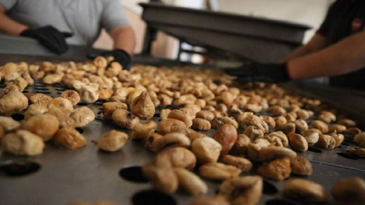 Kuru incirde 90 bin tonun üzerinde rekolte bekleniyor