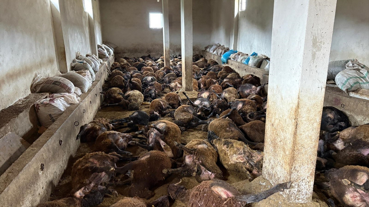 Erzincan'da dehşet! Sabah ağıla girdi gördüklerine inanamadı