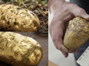Yıllardır kimse böylesini görmedi! Patates sandı servet çıktı!